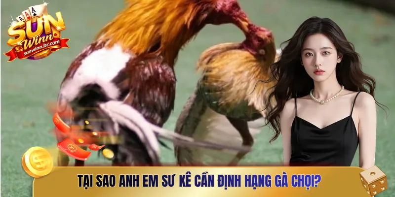 Tại sao anh em sư kê cần định hạng gà chọi?